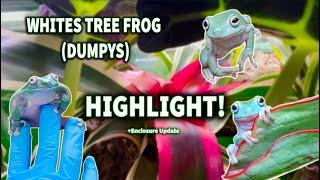 Whites Tree Frogs Highlight along with their Thriving Bioactive Enclosure