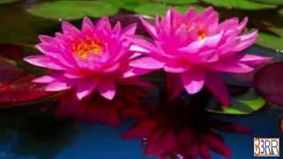 National Flower  Water Lily Sapla of Bangladesh