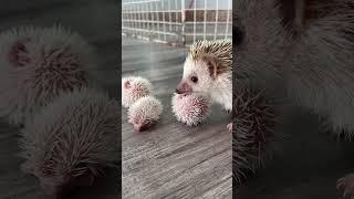 Hello cutie all #mommybaby #hedgehog