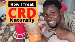 How to Treat CRD in Chickens  FAST NATURAL REMEDY FOR COUGH