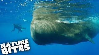 Swimming with Sperm Whales Searching for a True Sea Monster  Nature Bites