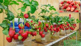 So Unexpected Growing Strawberries in plastic bottles is very easy and has a lot of fruit