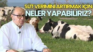 Süt Verimini Artırmak İçin Neler Yapabiliriz?