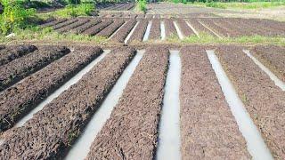 cara buat guludan  bedengan super rapi pada tanah sawah  MELON PALAWIJA HOLTIKULTURA