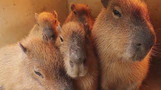 okay i pull up capybara