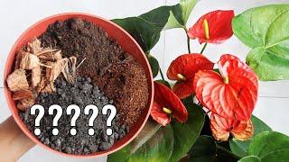 BEST Potting Soil MIX for Anthurium Plant?