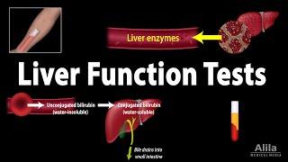 Liver Function Tests LFTs Animation