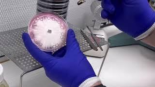 Mycology 101 Using an agar punch to transfer mycelium to a new agar plate