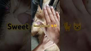 sweet cute cats   #trending #cat #trend #viral #cutcat #catlover