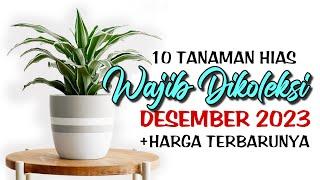 10 Tanaman Hias Cantik Yang Wajib Dikoleksi di Bulan Desember 2023