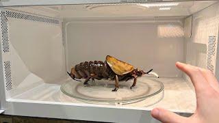 why did i MICROWAVE this BUG...