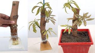 How To Grow Mango Tree From Cutting In Water..100%Success Root