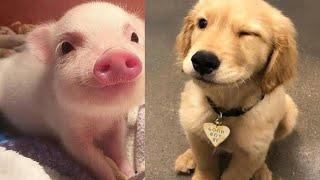 Cute animal videos Baby piggy Puppies Kitten  cute animal videos 2023