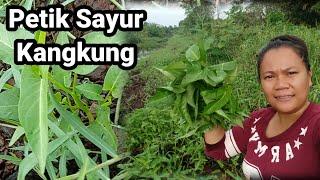 Petik Sayur Kangkung Liar Tepi Parit Bersama JFC