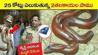 25 కోట్లు పాము  red sand boa snake telugu  red sand boa snake price india telugu  facts in telugu