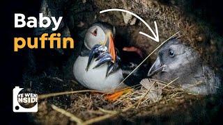 We Went Inside a Puffin Burrow I Cute Puffling Bird Underground