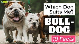 Is an English Bulldog the Right Dog Breed for Me? 19 Facts About English Bulldogs