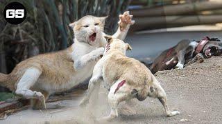 Scary Video Animal Fight 15 Chaotic Battles When Wild Cats Reckless Rushes Into The Dogs Territory