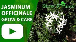 Jasminum officinale - grow & care Jasmine plant