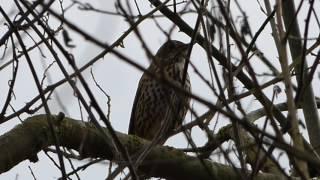 Song or Mistle Thrush?