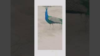 Indian blue peacock  #youtubeshorts #youtuber #peacocklove #peacocksounds #viral