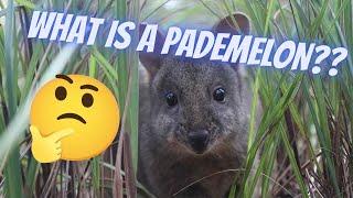 WHAT IS A PADEMELON?