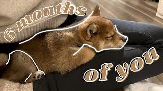 SHIBA INU PUPPY grows up fast  6 months compilation