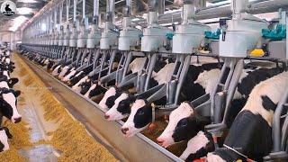 Increíble Granja De Vacas Moderna Cómo Controlar 1 Millón De Vacas Con Inteligencia Artificial