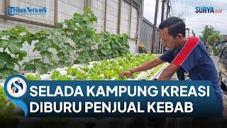 Selada Hidroponik Kampung Kreasi Gresik Paling Diburu Penjual Kebab