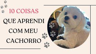 10 COISAS QUE APRENDI COM MEU CACHORRO MEU CACHORRINHO MALTÊS FALECEU COMO LIDAR COM A PERDA LUTO