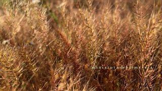 MINIATURA DE PRIMAVERA  Microducumental Pinares de El Portil.