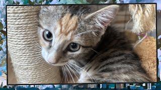 Foster Kitten Livestream S9 E37 - June 28 2024