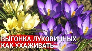 Выгонка луковичных – как ухаживать