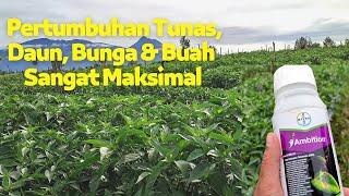 Cara Merangsang Pertumbuhan Akar Tunas Bunga & Buah pada Tanaman Cabe di Musim Hujan