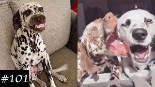 Dalmatian Dogs Compilation  Funny Dog Videos 2021