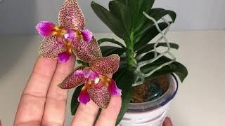 Phal. Joy Fairy Tale. Орхидея Джой Фейри Тэйл. Орхидея Сказка.