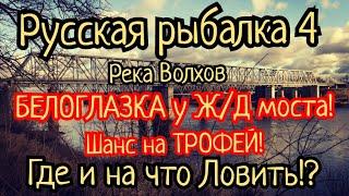 РР4. река Волхов. Белоглазка у ЖД моста Шанс на Трофей всегда есть