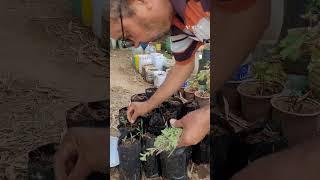 زراعة البردقوش من العقلGrowing marjoram from cuttings