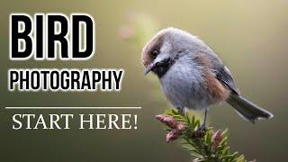BIRD PHOTOGRAPHY 101 Beginners guide for settings finding birds tricks equipment and more