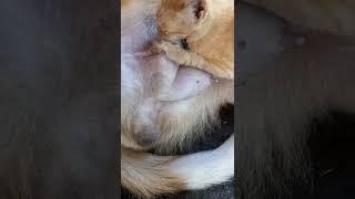Dogs Breastfeeding to a Baby Cat #shorts #youtube #breastfeeding