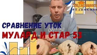 Мясо утки МУЛАРД и СТАР 53.  Мое Подворье