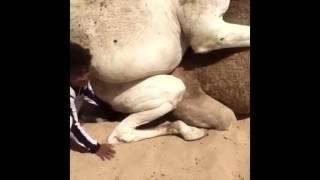Camel Mating - Unta Kawin
