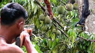 BERBURUTUPAI BESAR JELARANG & TUPAI LIAR BUAT PETANI DURIAN KEWALAHAN