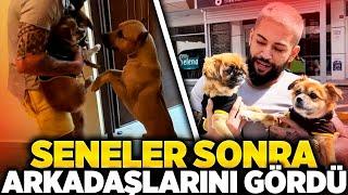 PİTBULL PAŞA SENELER SONRA ARKADAŞLARINA KAVUŞTU PEKİNEZ  POMERANİAN CİNSİ KÖPEKLERİMİZ