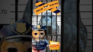 Detective Bibib️ #funnyanimals #owl #funnyvideo #funny #animals #cute #cuteanimals #owls