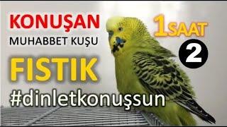 Konuşan Muhabbet Kuşu Fıstık Özel 2  1-saat  Kafana takma dinlet konuşsun