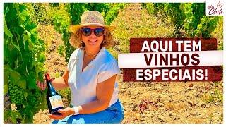 Fui conhecer a vinícola Polkura no Valle de Colchagua - fiz o tour e degustação dos melhores vinhos