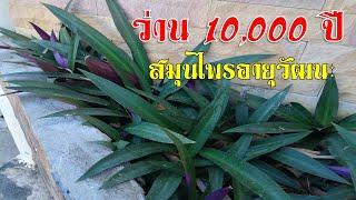 ว่านกาบหอย สรรพคุณ ว่าน 10000 ปี