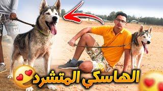 الكلب لي لقيت فالزنقة ها كرجع من بعد شهر   transformation dun chien aprés lavoir sauver