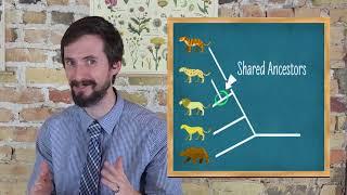 How to Read Phylogenetic Trees Cladograms - Very Clear Explanation